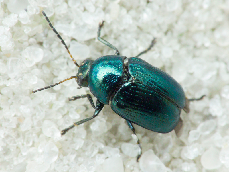 Cryptocephalus (Cryptocephalus) janthinus Germar, 1824